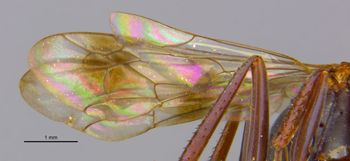 Media type: image;   Entomology 26755 Aspect: Wing front